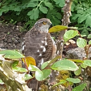 Sparrowhawk & Blackbirds