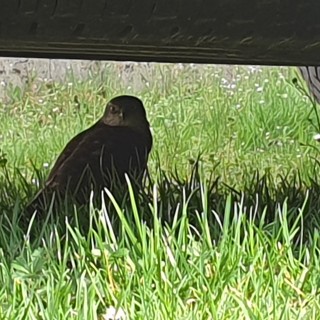 Sparrowhawk & Blackbirds